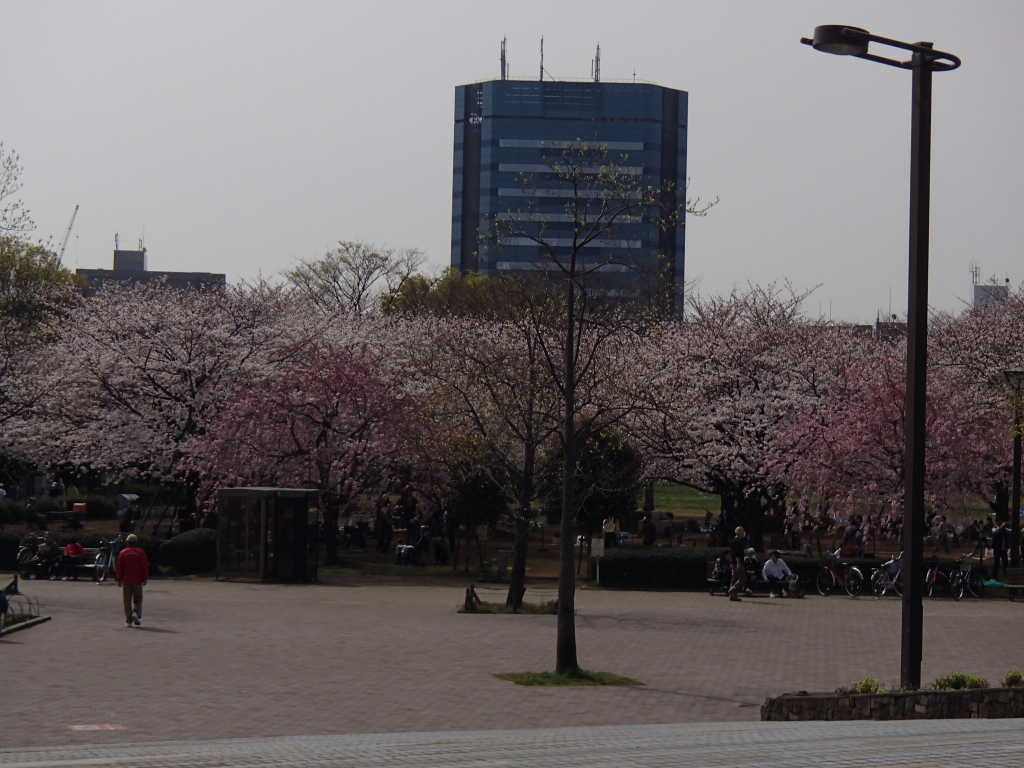 木場公園の桜