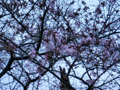 桜の様子